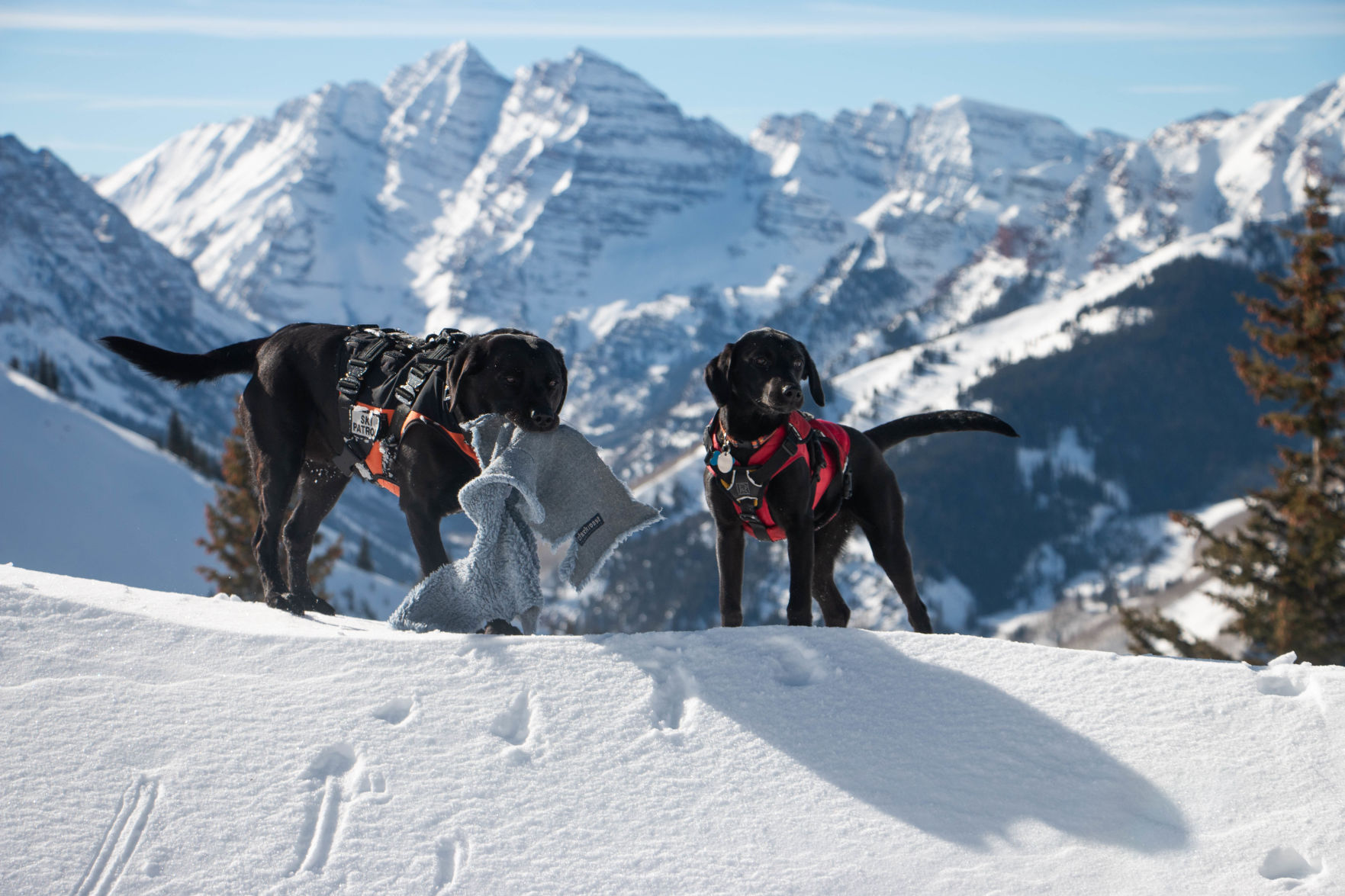 SkiDogs-9393.jpg
